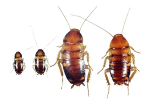 Why Do I Have Tiny Roaches In My House | Psoriasisguru.com