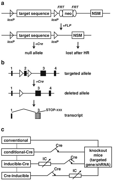 Conditional knockouts—from a traditional model to a circuitry. a ...