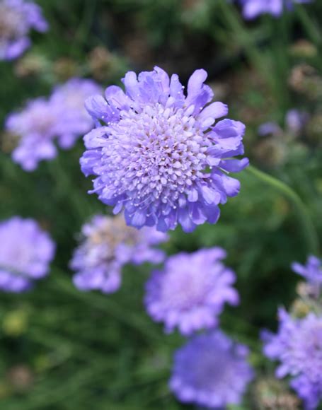 Scabiosa columbaria ‘Butterfly Blue’ - Moon Nurseries