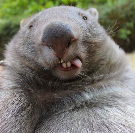 Silly Wombat | Cute wombat, Cute wild animals, Cute animals