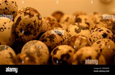 Bird egg image Stock Videos & Footage - HD and 4K Video Clips - Alamy