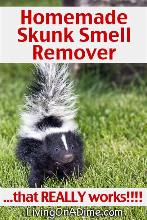 Homemade Skunk Smell Remover...that REALLY works!!!! | Skunk smell ...