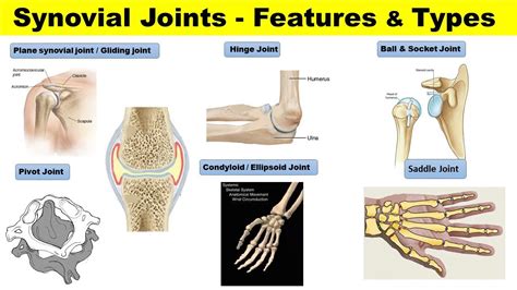 Skeleton 2 | Synovial Joint | Pivot Joint | Hinge Joint | Condyloid ...