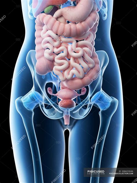 Female Anatomy Diagram Abdomen