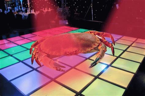 Disco Crab Dancing Crab GIF - DiscoCrab DancingCrab Crab - Discover ...