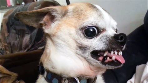 36 FUNNIEST Angry Chihuahua DOG Videos You CAN"T Watch Without LAUGHING ...