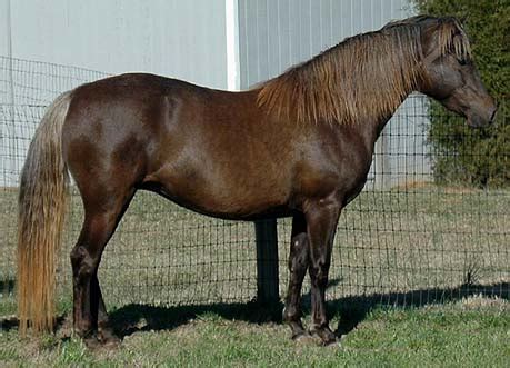 The silver, silver dapple, chocolate flax or Taffy gene.