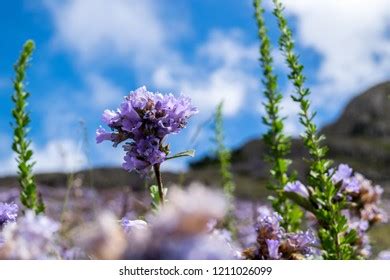 Kurinji Flowers Nilgiri Hills This Flower Stock Photo 1211026099 ...