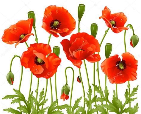 Spring flowers: poppy — Stock Vector © d-e-n-i-s #4211612