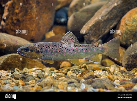 German brown trout hi-res stock photography and images - Alamy