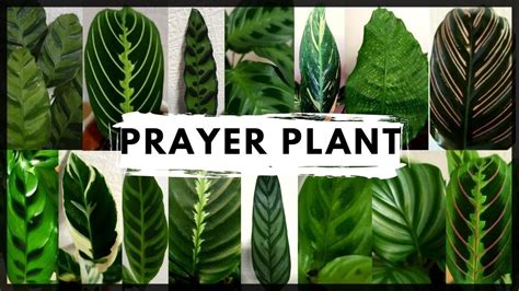 21 Of The Most Stunning Species Of Prayer Plants Gardener's, 52% OFF