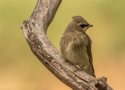 Juvenile Cedar Waxwings | Wings Over Skagit