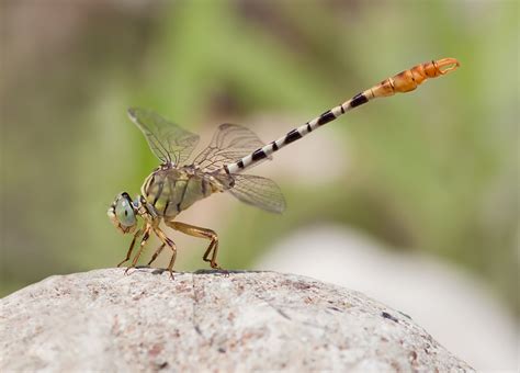 Taxonomy Gomphidae (Clubtails) - Observation.org