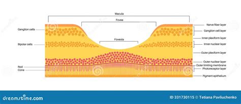 Macula fovea and foveola stock illustration. Illustration of vision ...