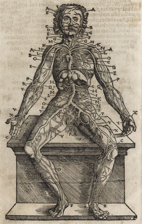 Anatomical illustrations from 15th century england – Artofit