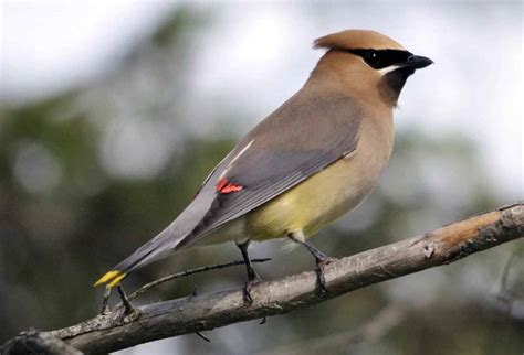 Cedar Waxwing – Call | Migration | Diet | Range | Song | Facts – Bird Baron