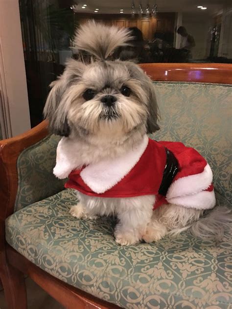 Shihtzu in Holiday dress | Shih tzu puppy, Shitzu puppies, Shih tzu