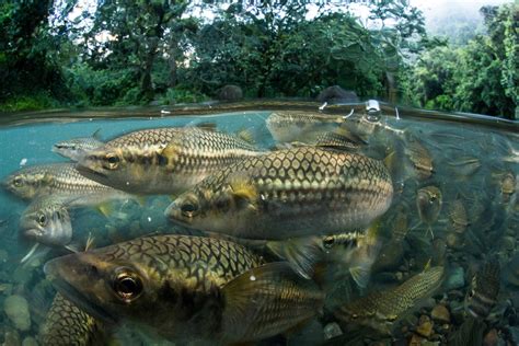 Underwater Pictures Of Freshwater Fish