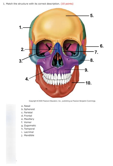 Human Skull Anatomy Quiz