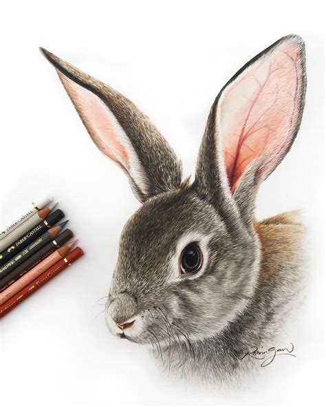 Cute Rabbit Drawing Realistic - Bunny Drawing