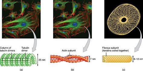 Cytoskeleton and Its Components - Overall Science