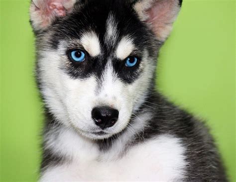 Love the blue eyes!! Siberian Husky. | Puppies with blue eyes, Husky ...