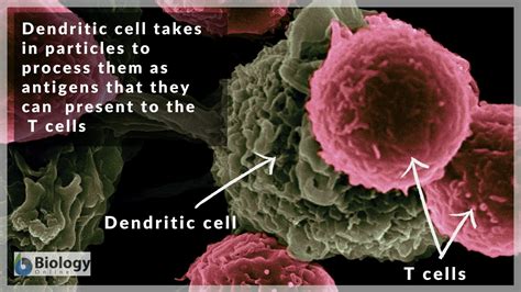 Antigen - Definition and Examples - Biology Online Dictionary