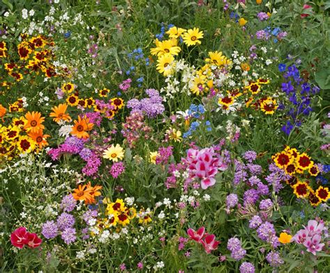 All Annual Wildflower Mix - Buffalo Brand Seed