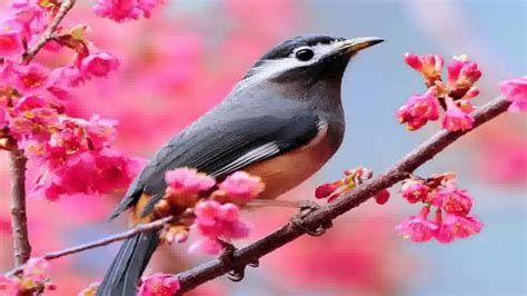 Beautiful Birds Wallpapers - Top Những Hình Ảnh Đẹp