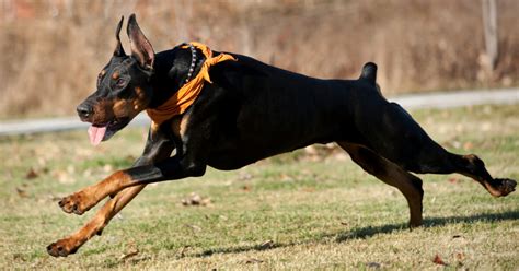 Doberman Protection Dogs | Doberman Family Protection Dogs | Prestige K9