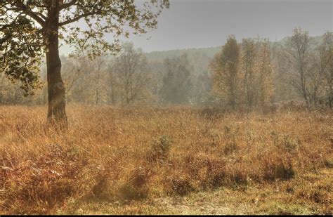 Ashdown Forest | An autumnal morning walk in Ashdown Forest,… | Flickr