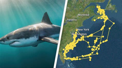 Great White Shark being tracked by GPS draws shape of Great White Shark ...