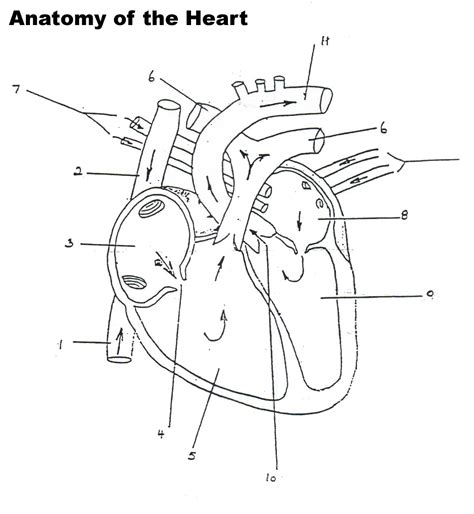 Blank Heart Diagram Worksheet