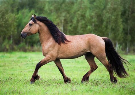 Dun Vs. Buckskin Horse: What's the Difference? | Buckskin horse, Horses ...