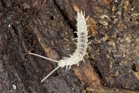 small blind & white centipede | Common under fallen timber. … | Flickr