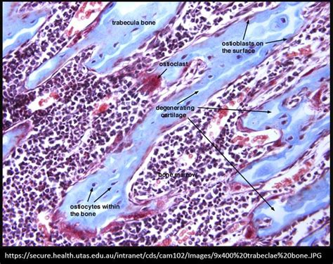 BONES AND SKELETAL TISSUES - SCIENTIST CINDY