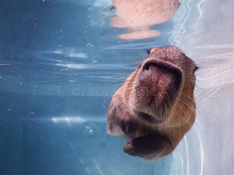 Capybara Swimming Pool