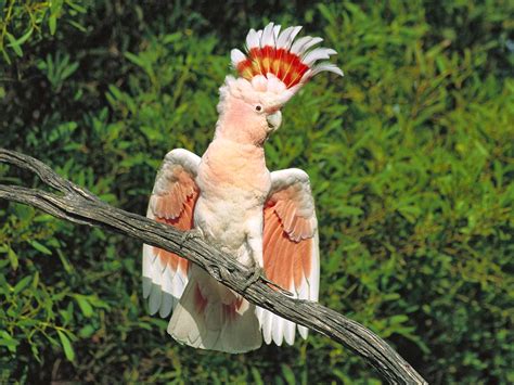 Pink Cockatoo | Aves de estimação, Animais silvestres, Animais australianos