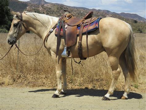 Palomino Horses Quarter Horses for Sale Jerviss Quarter Horses, Oak View