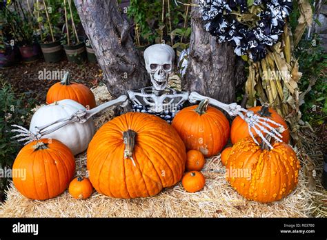 Halloween skeleton decorations with pumpkins on a hay bale in a pumpkin ...