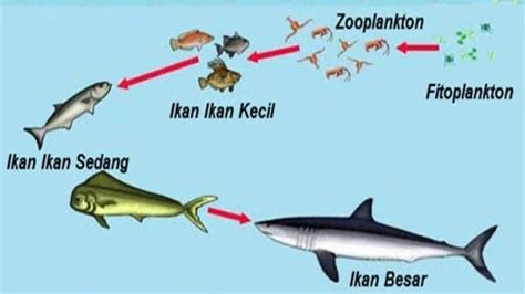 Urutan Rantai Makanan di Laut, Proses Memakan dan Dimakan