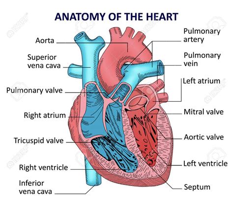 Pin by Neicy Roberts on Heart | Human heart anatomy, Human heart ...