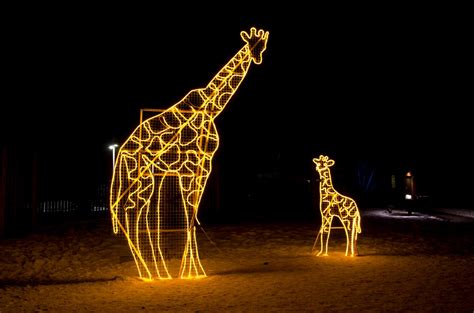 Zoo Lights 2024-2025 in Calgary - Rove.me