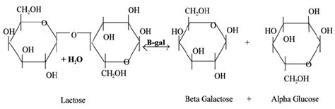 β eta galactosidase function | Download Scientific Diagram