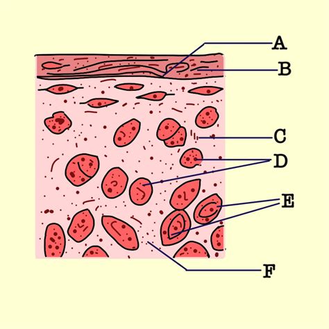 Draw A Neat Labelled Diagram Of Hyaline Cartilage Class 11 Biology Cbse ...