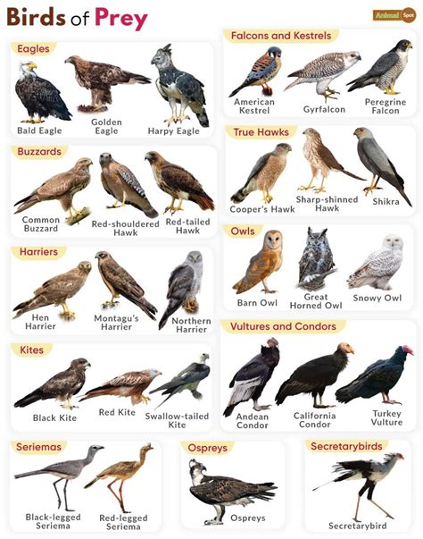 Birds of Prey - Definition & List of Names With Pictures