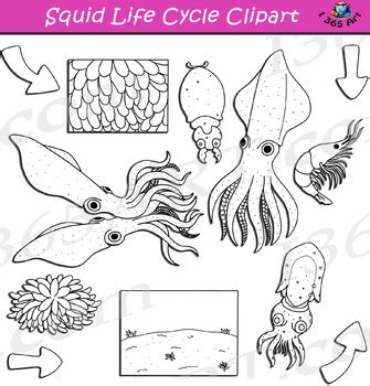 Squid Life Cycle Clipart by I 365 Art - Clipart 4 School | TpT