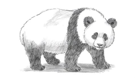 How To Draw a Panda: 10 Easy Drawing Projects