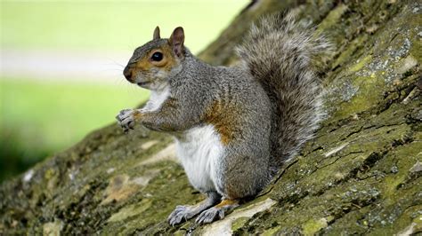 What To Feed Baby Squirrels: A Complete Guide For 2022: Own The Yard