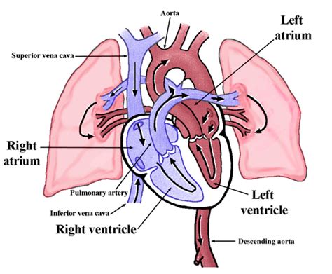 Physiology Tutorial - The Human Heart